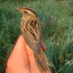 Old World Warblers